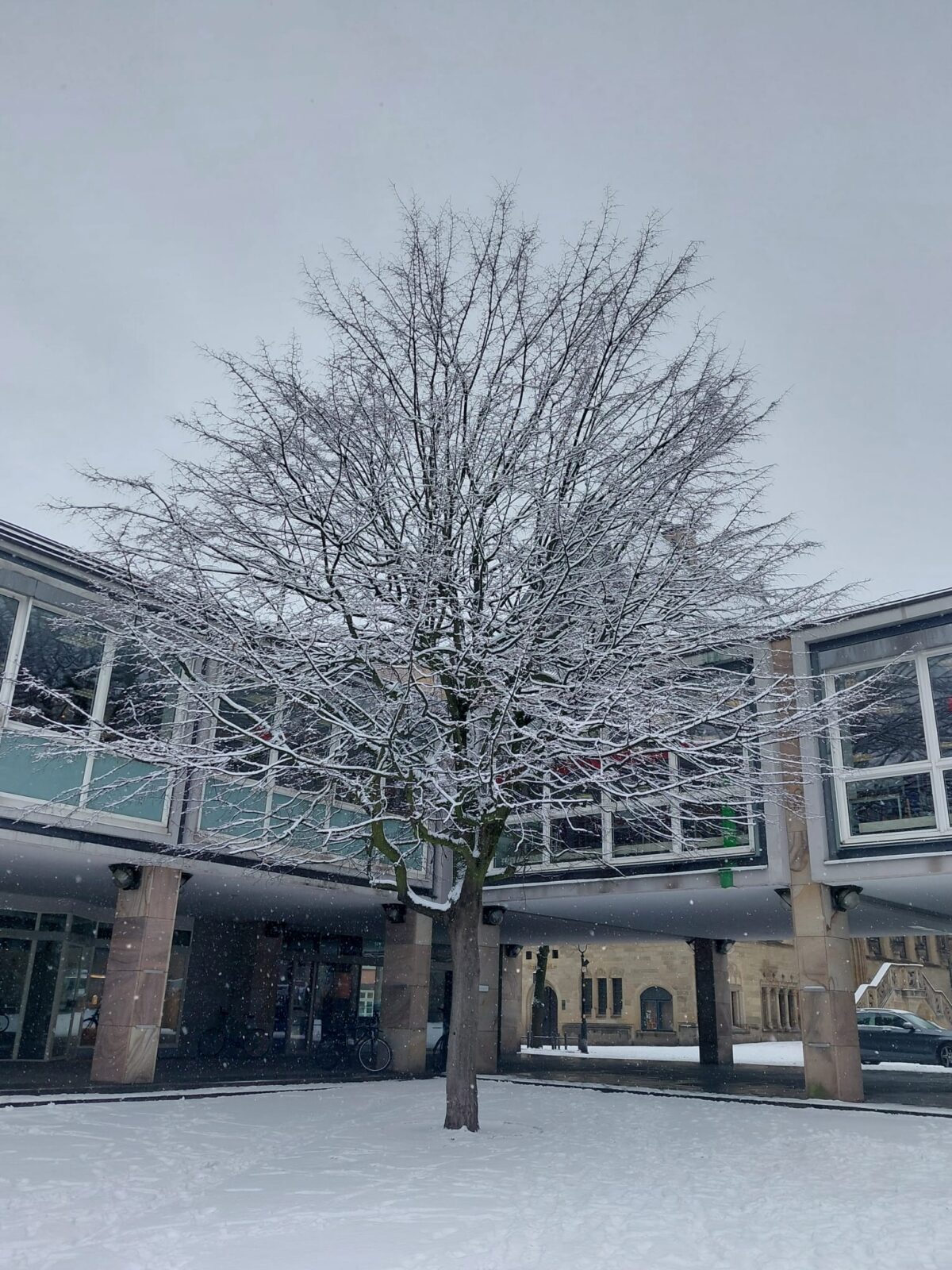 Verschneiter Baum vor der Stadtbibliothek / Foto: Justus Hanneken