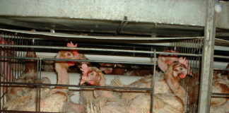 Ab sofort: Stallpflicht in Stadt und Landkreis Osnabrück