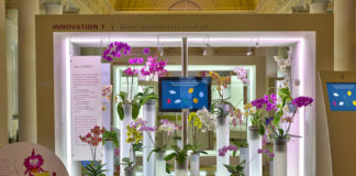 Finale der Orchideenausstellung im Museum am Schölerberg