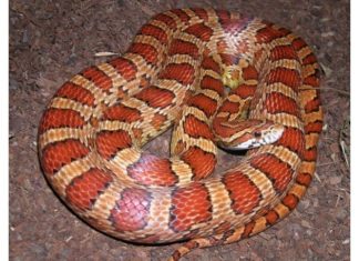 Wer vermisst eine Kornnatter? Wer vermisst eine Kornnatter?