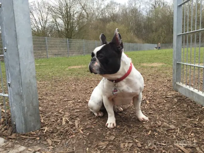 IMG_9131 2 Hundeplatz Haster Weg Osnabrück