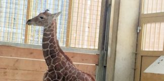 Giraffen-Baby Dayo im Zoo Osnabrück