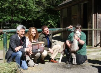 Jacobs tauft Alpaka-Fohlen Jacobs tauft Alpaka-Fohlen