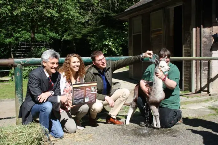 Jacobs tauft  Alpaka-Fohlen