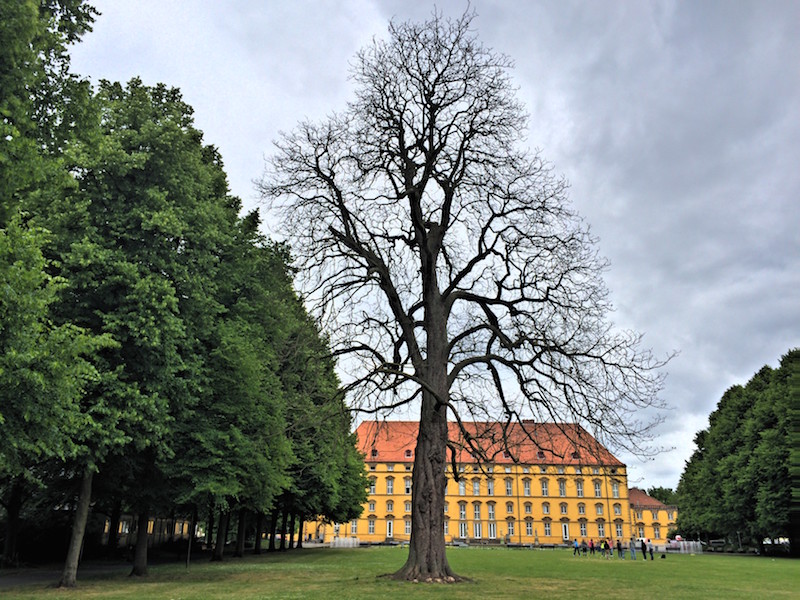Alte Kastanie im Schlossgarten Osnabrück