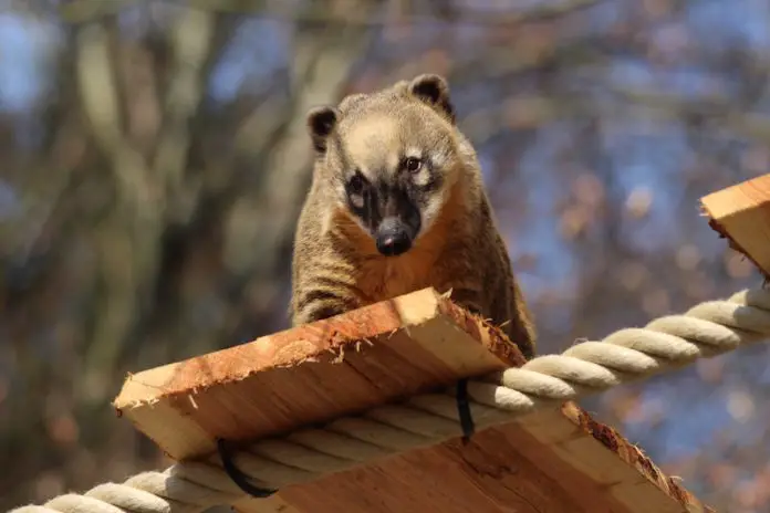 Nasenbär Norbert, Fotoquelle: Zoo Osnabrück (Hanna Rickert)