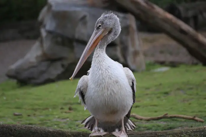 Pelikan Zoo Osnabrück