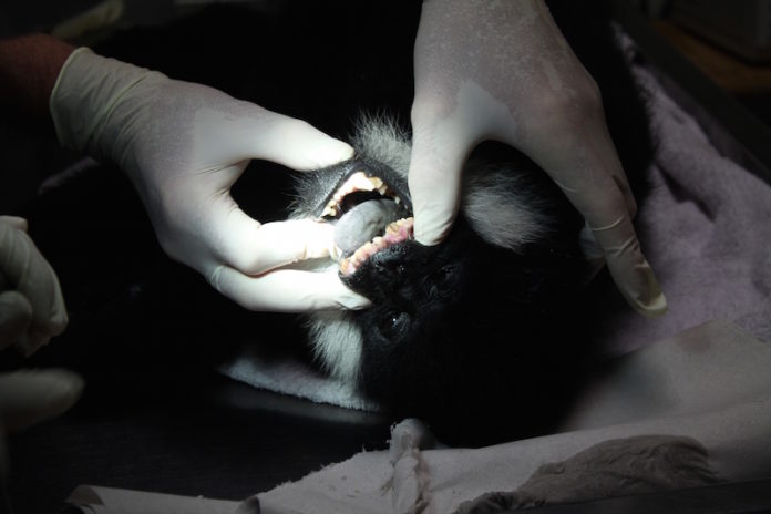 Gibbon Otti, Foto: Zoo Osnabrück, Hanna Rickert