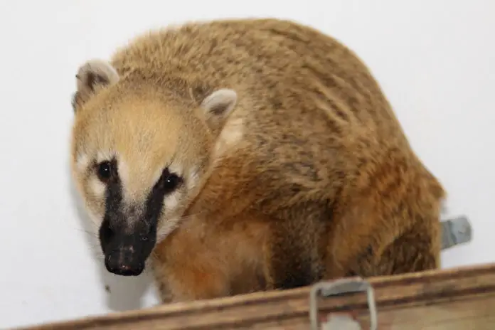 Nasenbär Norbert Zoo Osnabrück