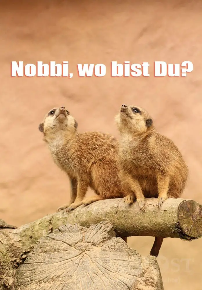 Nasenbär Norbert Osnabrück