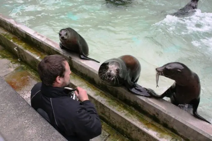 Carla (Mitte) machte sich bei Fütterungen immer lautstark bemerkbar, damit sie genügend Fisch bekam (hier mit Tierpfleger Thorsten Vaupel)