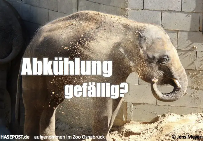 Elefant Zoo Osnabrück