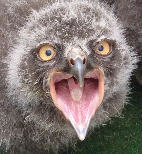 Drei junge Schnee-Eulen im Osnabrücker Zoo brauchen einen Namen