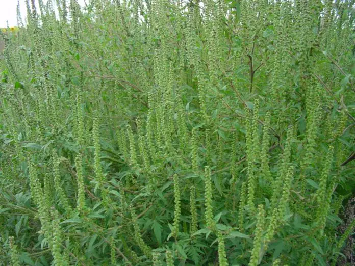 Stadt Osnabrück gibt Tipps zur sicheren Entfernung von Ambrosia