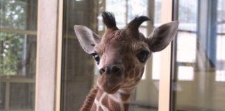 Mabili ist das zweite Giraffenjungtier im Zoo Osnabrück in diesem Jahr