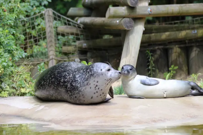 Seehund Alice mit Jungtier Rieke