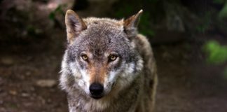 FDP Osnabrück lädt ein zur Diskussion: „Die Rückkehr des Wolfes-Schaden oder Nutzen?“
