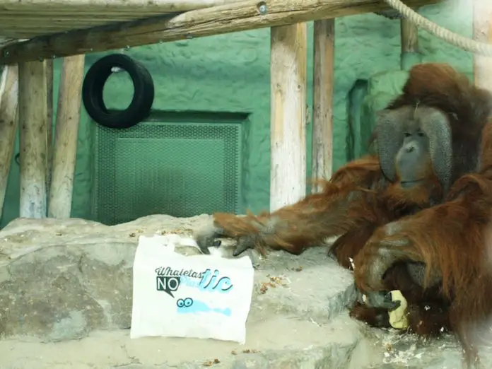 Orang-Utan Buschi in der Höhle der Löwen