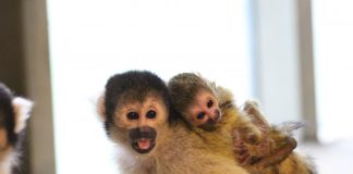 Drei Affen-Jungtiere im Südamerikahaus des Osnabrücker Zoos
