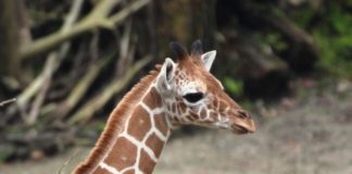 Giraffenjungtier Mabili im Zoo Osnabrück