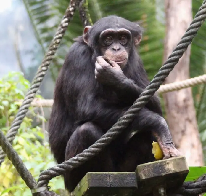 Schimpansen im Zoo Osnabrück