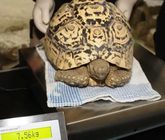 Schildkroete auf Waage im Zoo Osnabrück