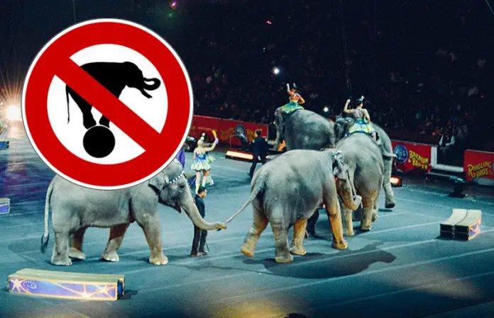 Wildtierverbot Zirkus Osnabrück