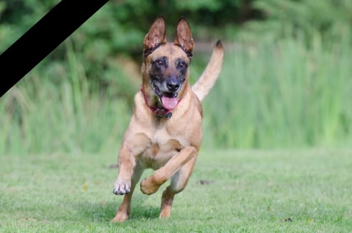 Hund in Osnabrück vergiftet