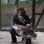 Pelikannachwuchs im Zoo Osnabrück