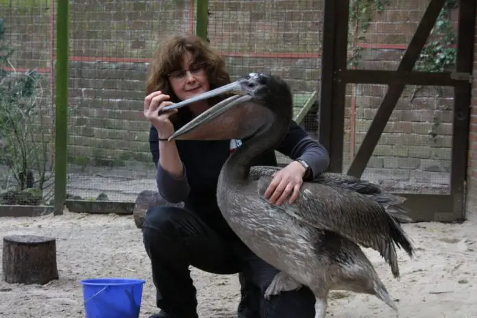 Pelikannachwuchs im Zoo Osnabrück