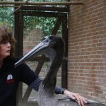 Pelikannachwuchs im Zoo Osnabrück