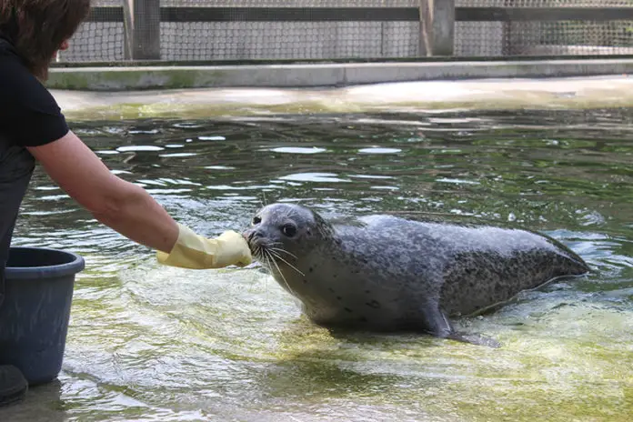 Seehund Im Zoo Osnabrück
