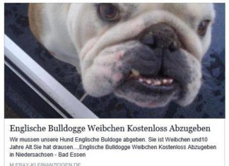 Englische Bulldogge bei eBay Kleinanzeigen