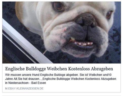 Englische Bulldogge bei eBay Kleinanzeigen