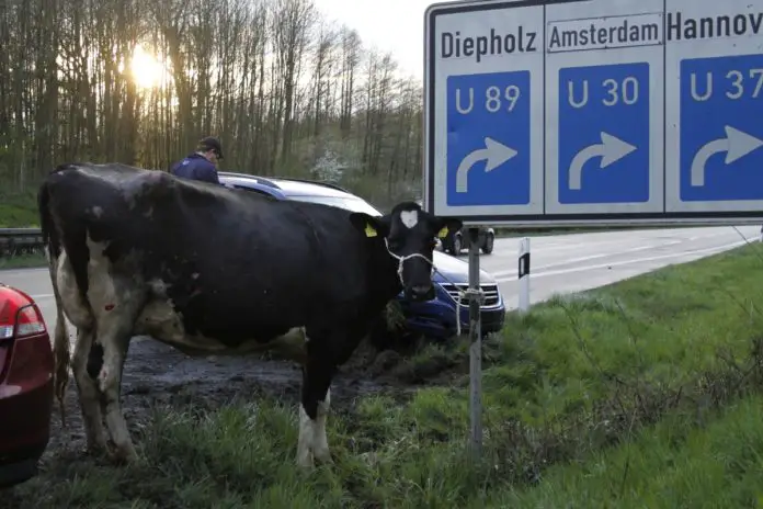 Unfall mit Zuchtkuh auf der A33