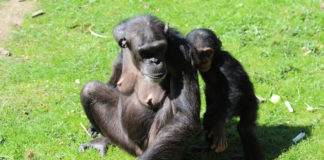 Schimpansenfamilie im Zoo Osnabrück