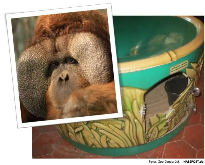 Diebstahl Buschi Osnabrück