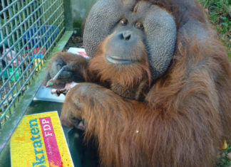 Mösers Meinung Buschi und die FDP