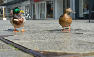 Enten in der Großen Straße, Osnabrück