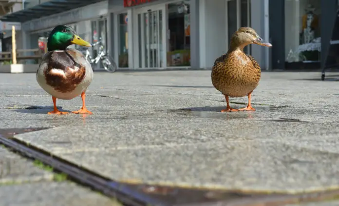 Enten in der Großen Straße, Osnabrück