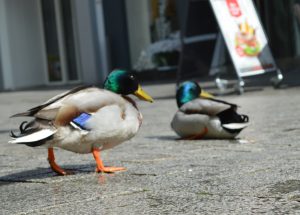 Enten in der Großen Straße, Osnabrück