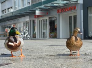 Enten in der Großen Straße, Osnabrück