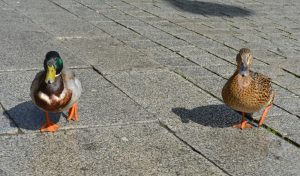 Enten in der Großen Straße, Osnabrück