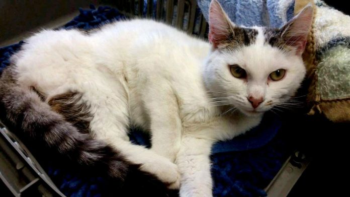 Hilfe für Kater Lucky