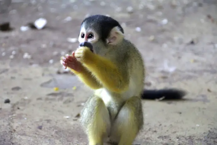 Totenkopfaffe im Zoo Osnabrück