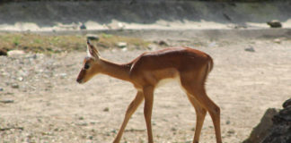 Impala-Jungtier Lilo