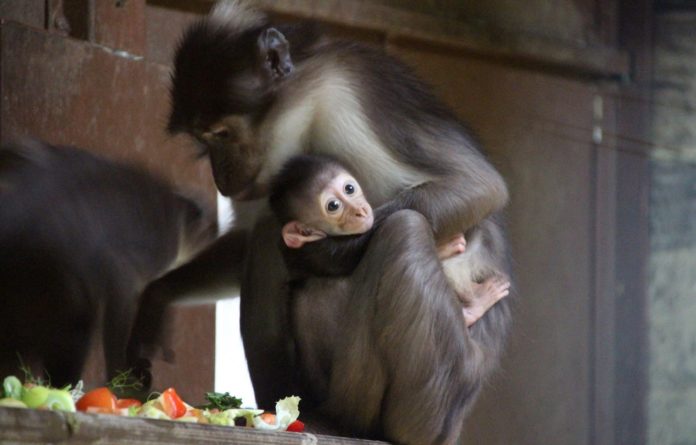 Weißscheitelmangabe