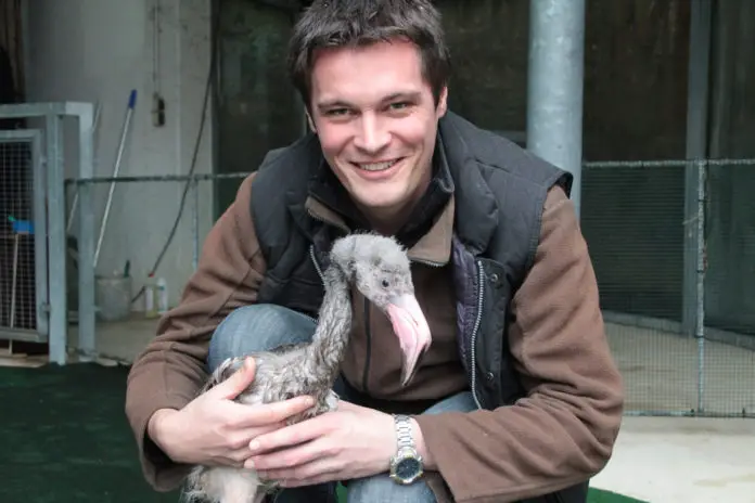 Flamingonachwuchs Fussel im Zoo Osnabrück