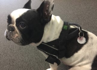 Redaktionsbulldogge Frida