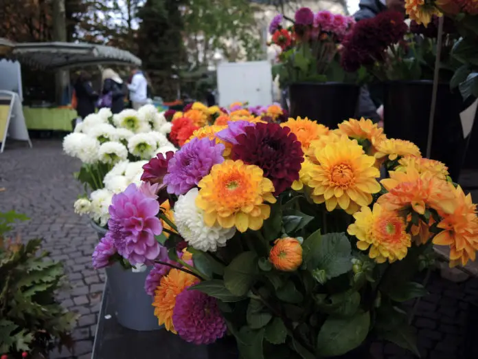 Dahlien auf dem Markt am Ledenhof in Osnabrück